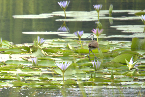 African Jacana