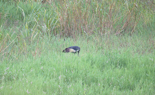 Black Crowned Crane