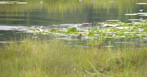 Common Hippopotamus