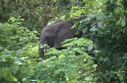 African Savanna Elephant