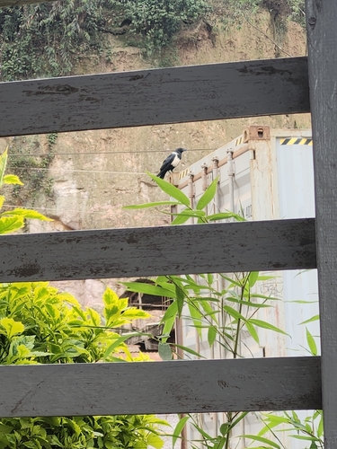 Pied Crow