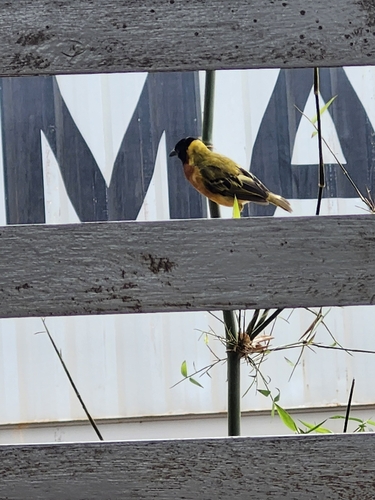 Black-headed Weaver