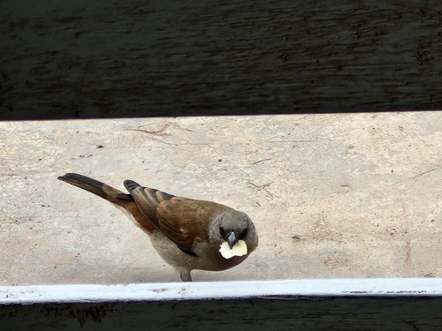 Northern Grey-headed Sparrow