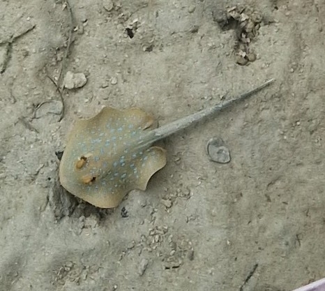 Taeniura lymma