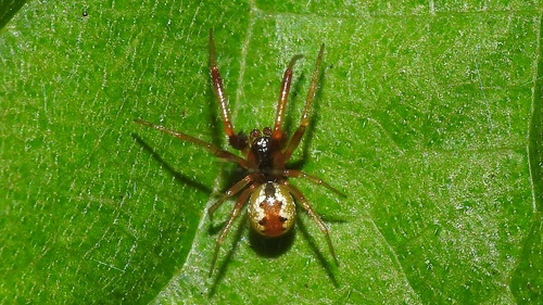 Anelosimus taiwanicus
