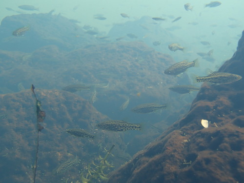 Jeweled Splitfin