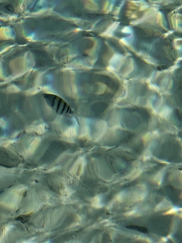 Abudefduf saxatilis