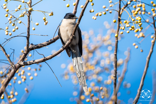 Azure-winged Magpie