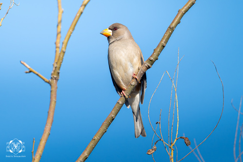 Yellow-billed Grosbeak