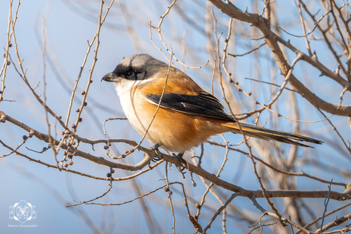 Long-tailed Shrike