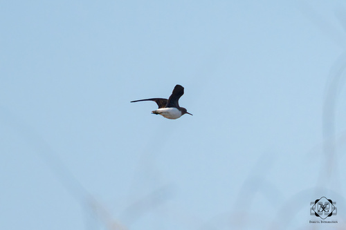Green Sandpiper