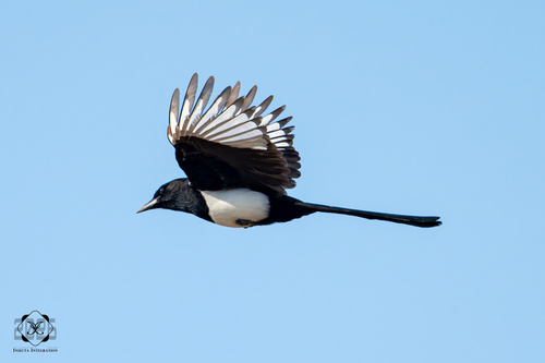 Oriental Magpie