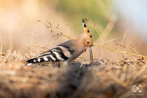 Common Hoopoe
