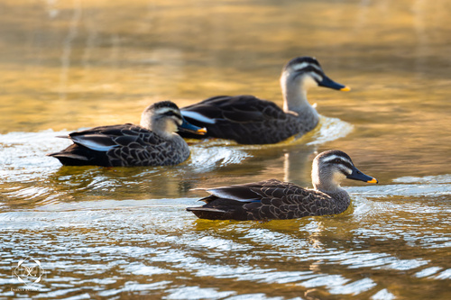 Eastern Spot-billed Duck