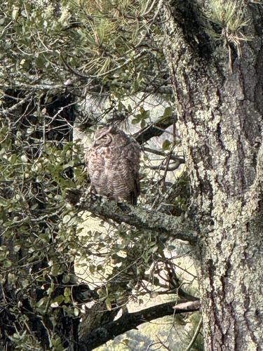 View observation of {o.common_name} on iNaturalist