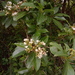 Volkameria glabra - Photo (c) Leigh-Ann de Wet, todos los derechos reservados, subido por Leigh-Ann de Wet