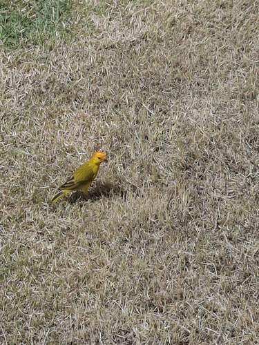 Saffron Finch