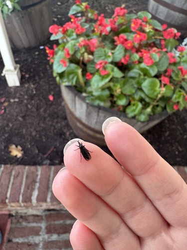 Unknown species found near Magic Kingdom Park, Bay Lake, FL, US