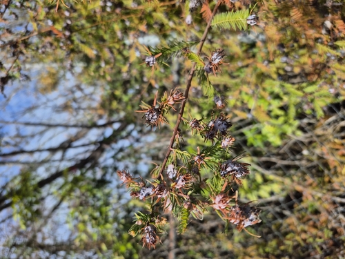 Unknown species found near Auburndale, FL 33823, USA