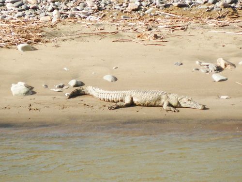 Nile Crocodile