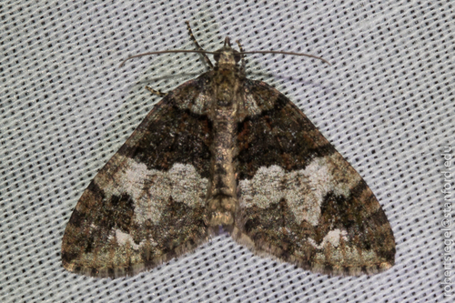 iNaturalist observation photo of Hydriomena albifasciata