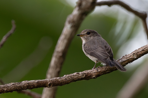 African Dusky Flycatcher