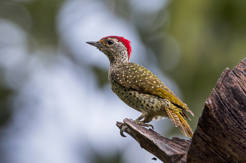 Green-backed Woodpecker