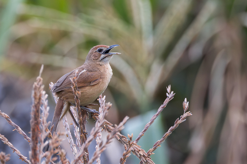 Moustached Grass-Warbler