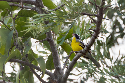 Cabanis's Bunting
