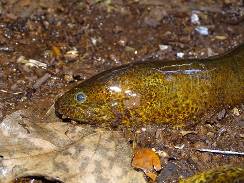 Marbled Swamp Eel