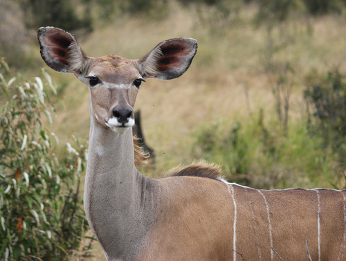 Greater Kudu