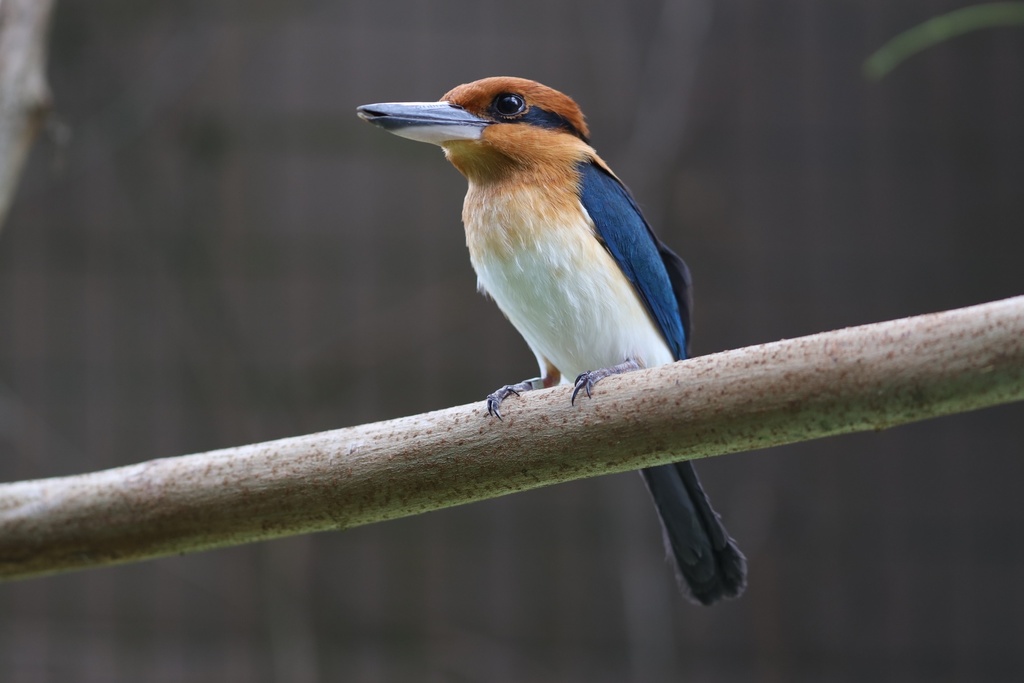 Guam Kingfisher photo