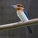 Guam Kingfisher - Photo (c) sablan93, all rights reserved