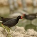 Mariana Moorhen - Photo (c) sablan93, all rights reserved