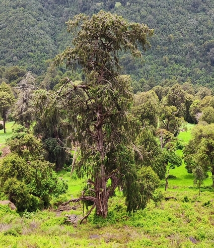 African juniper