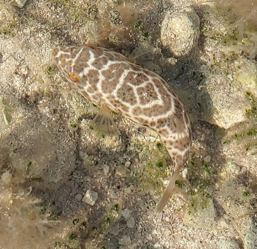 Checkered Puffer