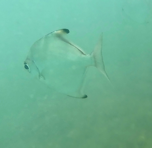 Monodactylus argenteus