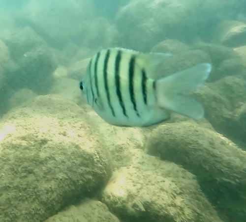Abudefduf bengalensis