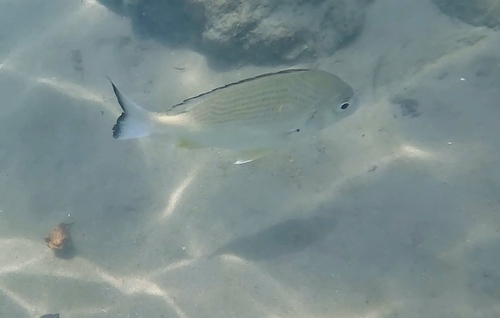 Acanthopagrus australis