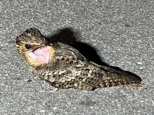 Eastern Whip-poor-will observed by jennifer_wiggen