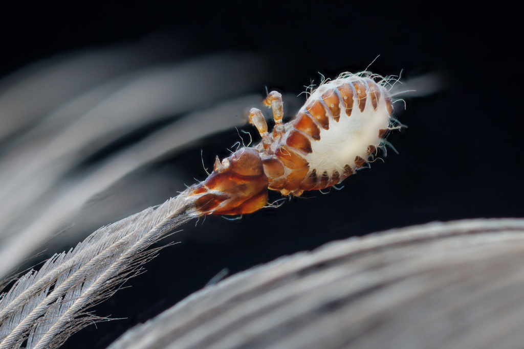Cripling Insect Craspedorrhynchus from 中国北京市海淀区 on December 30, 2025 at 08:02 PM by 郑天宇 ...