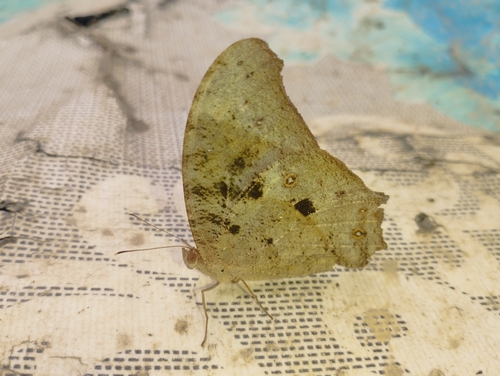 Common Evening Brown