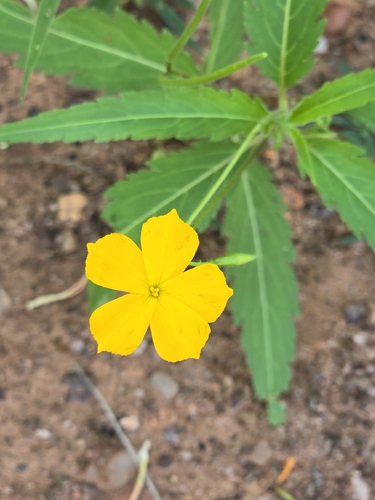 Lion's Eye