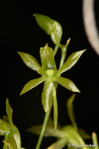 Lemurella culicifera