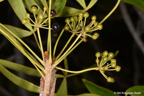 Schefflera bojeri