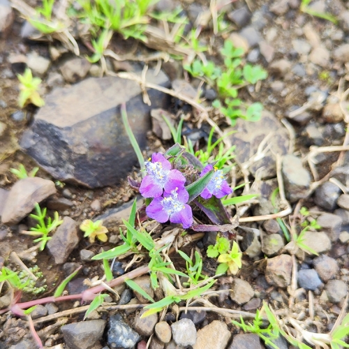 Cyanotis polyrrhiza