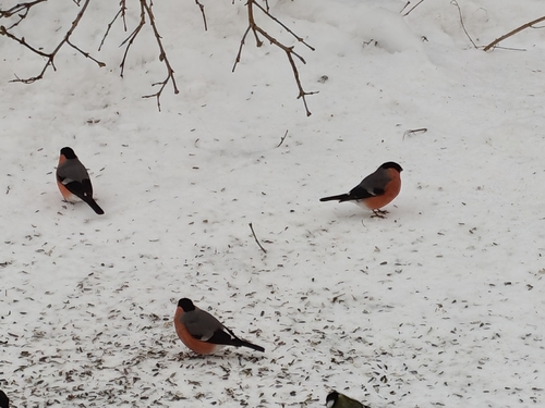 Eurasian Bullfinch
