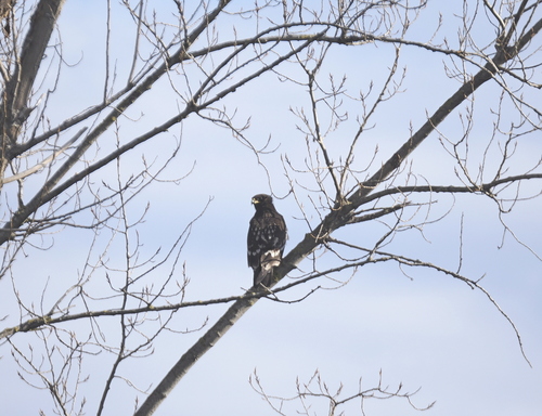 Greater Spotted Eagle