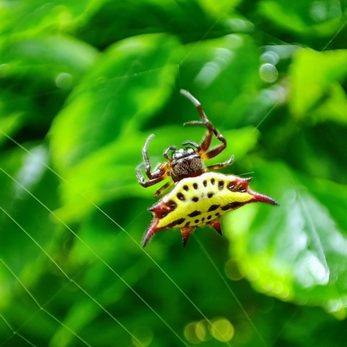 Shorthorn Kitespider