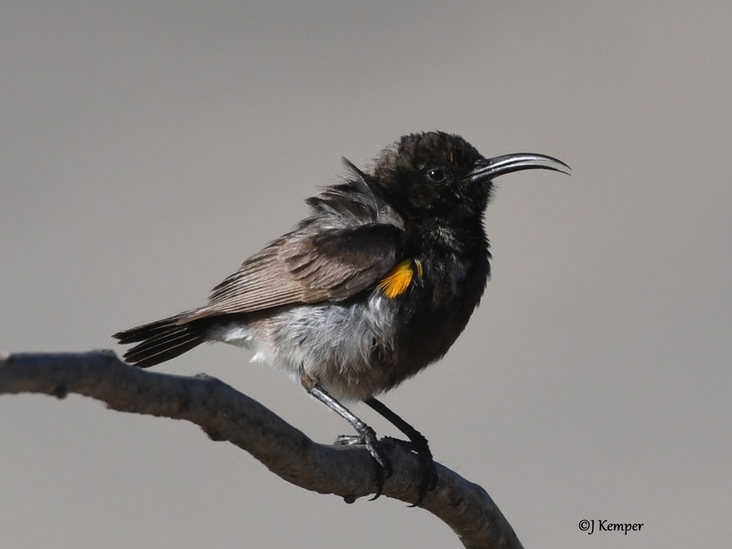 Dusky Sunbird (Cinnyris fuscus) photo